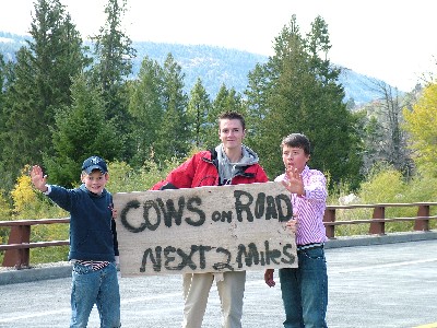 Cows in Road.jpg
